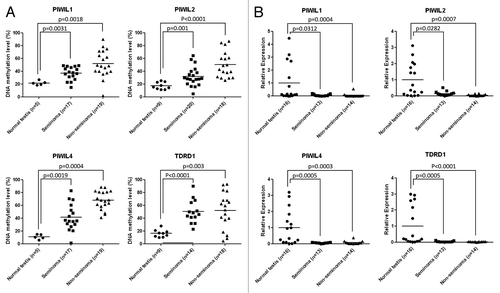 Figure 1. Epigenetic inactivation of genes encoding piRNA-related proteins in primary testicular germ cell tumors. (A) DNA methylation levels at the 5′end CpG islands of the PIWIL1, PIWIL2, PIWIL4, and TDRD1 genes determined by sodium bisulfite modification coupled to pyrosequencing. (B) mRNA expression levels of the PIWIL1, PIWIL2, PIWIL4, and TDRD1 genes determined by quantitative reverse transcription PCR.