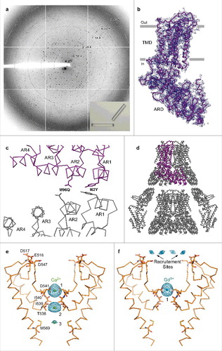 Figure 9. Crystallographic analysis of TRPV6cryst. (a) ∼3.25 Å-resolution diffraction pattern for the TRPV6cryst crystal shown in the lower right corner inset. (b) TRPV6cryst monomer representing the content of the asymmetric unit, viewed parallel to the membrane. Blue mesh represents the electron density map at 1.0 σ. (c) Close up view of the TRPV6cryst crystal contact with the side chains of I62Y and M96Q shown in stick representation. (d) Orthogonal view of the TRPV6cryst P4212 space group crystal lattice. The protein content of the asymmetric unit is colored purple. (e-f) Ribbon models of the TRPV6cryst pore with bound Ca2+ (e, green spheres) or Gd3+ (f, blue spheres). Only two of four subunits are shown with the front and back subunits omitted for clarity. Residues important for cation binding are shown as sticks. Blue mesh represents the anomalous difference Fourier maps generated from diffraction data collected at 1.75 Å wavelength for Ca2+ (e, 2.3 σ) and 1.56 Å wavelength for Gd3+ (f, 8.0 σ).