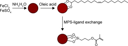 Figure 1 Schematic diagram for the synthesis of MPS-IONPs.Abbreviations: MPS, 3-methacryloxypropyltrimethoxysilane; IONPs, iron oxide nanoparticles.