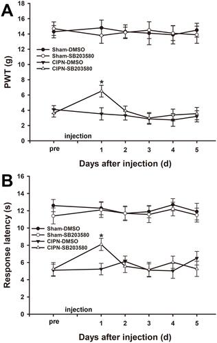 Figure 6 Alleviation of chemotherapy-induced pain through intra-RVM microinjection of SB203580. (A) Mechanical allodynia was significantly attenuated one day after RVM microinjection of SB203580 (* vs CIPN-DMSO, P < 0.05). (B) The thermal pain threshold was significantly reversed at day 1 after RVM microinjection of SB203580 (* vs CIPN-DMSO, P < 0.05). n=6 per group.