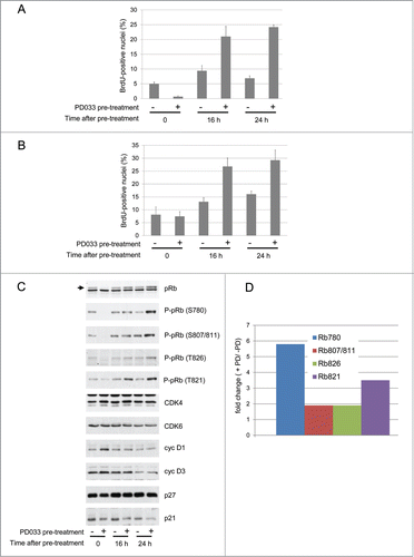 Figure 2. Withdrawal of PD0332991 induces DNA synthesis and pRb phosphorylation in serum-deprived cells. As a pre-treatment, T98G (A,C,D) and MCF7 cells (B) were serum starved during 3 d in the presence (+) or absence (−) of a 250 nM PD0332991. Cells were then washed twice in PBS to eliminate PD0332991 and cultured for the indicated times without serum. DNA synthesis (A,B) was evaluated from duplicate dishes by counting the percentage of nuclei having incorporated BrdU during the last 30 min of treatment. (A) Results from T98G cells are means + SEM from 2 independent experiments. (B) Results from MCF7 cells are means + range from duplicate dishes. (C) Western Blotting analyses with the indicated antibodies from whole cell lysates. Arrow indicates the hyperphosphorylated forms of pRb. (D) Densitometric quantitation of protein gel blotting detections of pRb phosphorylation on different residues at the 24 h time point. Results show for each phospho-specific pRb antibody the ratio between cells that were pre-treated or untreated with PD0332991 (fold change (+ PD/ −PD)).