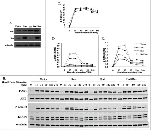 Figure 2. Co-overexpression of Ecd and H-RasQ61L upregulates phospho-ERK1/2 levels upon growth factor stimulation. (A) Retrovirally transduced stable transductants of 76N.TERT were generated and analyzed for expression of Ecd and Ras using protein gel blotting, (B) The retroviral transductants expressing vector, Ras, Ecd and Ecd+Ras were deprived of growth factors for 72 hours in DFCI-3 medium, and switched to growth factor containing DFCI-1 medium. Growth factor stimulation (GFS) done for the indicated time (mins). Lysates were blotted for indicated proteins. Densitometry signals using ImageJ were plotted as a ratio of signals for phospho vs total proteins over time for AKT (C) and ERK1/ ERK2 (D and E).