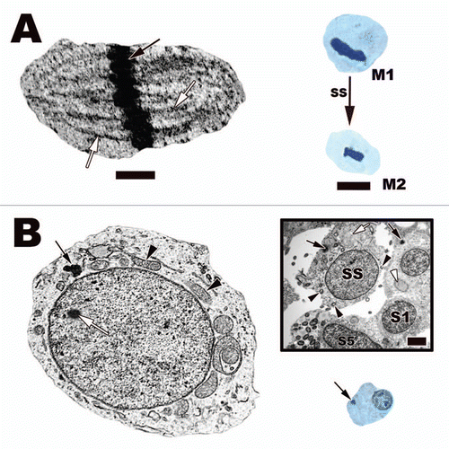 Figure 13 (A) A pachytene spermatocyte in the Cottonmouth Snake (Agkistrodon piscivorus) testis. Completed synaptonemal complexes (black arrows) can be seen in cross sections of the nucleus. These complexes are a tripartite structure with two lateral thick components (Inset, white arrows) and one centrally located thin component (Inset, white arrowhead). Also visible under the electron microscope are the radiating individual chromosomal arms (Inset, black arrows). The thickness of these structures and the increase in protein synthesis (indicated by a prominent nucleolus [white arrow] and large Golgi complex [white arrowhead]) in these cells translates into large open areas of nucleoplasm and thick chromatin filaments under the light microscope. Light: Bar = 15 µm, TEM: Bar = 5 µm, Inset bar = 1 µm. (B) Diplotene spermatocyte in the testis of the Plateau Imbricated Alligator Lizard (Barisia imbricata). These spermatocytes have large almost fully condensed chromosomes near the nuclear membrane, which give the nucleus a spoke-like appearance under the light microscope. A prominent nucleolus with a centrally located lucent spot (black arrows) is a diagnostic character of these spermatocytes. As the chromosomes start to gather near the center of the dividing spermatocytes, the cells enter the first stages of the actual division of chromosomes known as prometaphase 1 (right top corner of B). Bar = 15 µm.