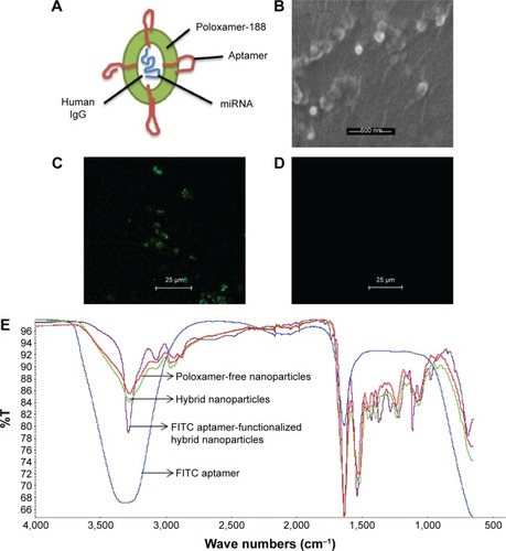 Figure 1 Hybrid nanoparticle characterization.Notes: (A) Schematic of the aptamer-functionalized hybrid nanoparticle. (B) Scanning electron micrograph of miRNA-loaded hybrid nanoparticles (scale bar: 500 nm). (C) Fluorescence micrograph of FITC-MUC1 aptamer-functionalized hybrid nanoparticles (scale bar: 25 µm). (D) Fluorescent micrograph of nonfunctionalized hybrid nanoparticles (scale bar: 25 µm). (E) FT-IR spectra of different nanoparticles to confirm the conjugation of aptamer to the nanoparticles.Abbreviations: FT-IR, Fourier transform-infrared; IgG, immunoglobulin G; miRNA, microRNA; MUC1, mucin 1.