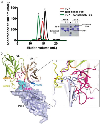 Figure 2. The complex structure of toripalimab and PD-1. (a) Gel filtration profiles of PD-1 (red), toripalimab-Fab (black), and the PD-1/toripalimab-Fab complex (green) were analyzed by size-exclusion chromatography as indicated. The SDS-PAGE analyses are shown in reducing (+DTT) or nonreducing (-DTT) conditions, one for PD-1, two for toripalimab-Fab, and three for toripalimab-Fab/PD-1 complex. (b) The complex structure of toripalimab and PD-1. The V fragment of toripalimab is shown as cartoon (heavy chain (VH), wheat; light chain (VL), lemon), and PD-1 is shown as surface representation (light blue). The CDR1, CDR2, and CDR3 loops of the heavy chain (HCDR1, HCDR2, and HCDR3) are colored in light pink, marine, and hot pink, respectively. The CDR1, CDR2, and CDR3 loops of light chain (LCDR1, LCDR2, and LCDR3) are colored in yellow, orange, and magenta, respectively. The FG loop of the PD-1 molecule is highlighted in cyan. The right panel showed the detailed binding of toripalimab to the FG loop of PD-1. Residues involved in the hydrogen bond interaction are shown as sticks and labeled. Hydrogen bonds are shown as dashed black lines.