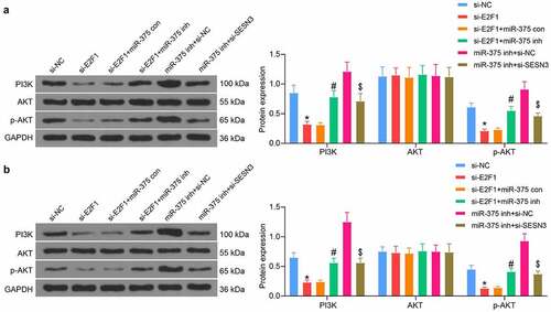 Figure 8. E2F1/miR-375/SESN3 axis mediates the PI3K/AKT signaling activity in ESCC cells. (a) PI3K/AKT pathway activation in ESCC cells by western blot. (b) PI3K/AKT pathway activation in tumor tissues from mice by western blot. The data were recorded as means ± SD. Two-way ANOVA followed by Tukey’s post hoc test was applied to compare differences when the number of groups was greater than two. *#$p < 0.05