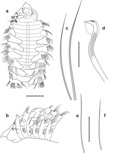 Figure 1. Scolelepis tridentata (Southern, Citation1914), syntype (NHMUK 1914.12.12.29): A. Anterior end, dorsal view; palps, left notopodial postchaetal lamellae of chaetiger 3, right parapodia of chaetigers 1 and 2, and right notopodial postchaetal lamellae of chaetigers 3 and 4 missing. B. Anterior end, lateral view; C. Notopodial limbate capillary chaetae, chaetiger 35. D. Neuropodial hook of chaetiger 34. E. Ventral inferior capillary chaeta, chaetiger 35. F. Alternating capillary chaeta, chaetiger 35. Scale bars: A, B = 0.5 mm; C = 0.1 mm; D–F = 50 μm.