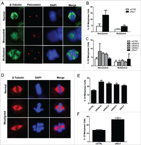 Figure 3. Rev7 and RAN depletion causes abnormal mitotic spindle formation and chromosome misalignment in HeLa cells. (A) Representative images of β-tubulin and pericentrin co-stained cells showing monoastral and multiastral spindles. (B) Quantitative analysis showing the percentage of metaphase cells carrying monoastral and multiastral spindles in 72-h siCTRL- and siRev7-treated samples. (C) Quantitative analysis of the percentage of metaphase cells carrying monoastral and multiastral spindles after 36-h treatment of siRev7 or siRAN. (D) Representative images of β-tubulin-stained cells showing normally-aligned (top panel), mildly-misaligned (middle panel) and severely-misaligned (bottom panel) chromosomes at the metaphase plate. (E) Quantitative analysis of the percentage of metaphase cells carrying misaligned chromosomes after 36 hrs of siRNA treatment. (F) Quantitative analysis of the percentage of metaphase cells carrying misaligned chromosomes after 72 hrs of siRev7 treatment. Error bars represent standard deviation from 3 independent experiments for all figures except B, which were calculated from 6 experiments. *p < 0 .05, **p < 0 .005, ***p < 0 .0005 vs. siCTRL.