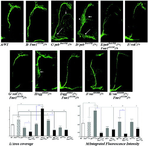 Figure 2. Confocal images of LNv's from adult half-brains with different genotypes: wild type (A); heterozygotes for the dfmr1-null mutation (B); heterozygotes peb[hnt-E8]//+ (C); heterozygotes peb[hnt-E8]//+ (D); double heterozygotes peb[hnt-E8]//+; Fmr1Δ113M//+ (E); heterozygotes rok1//+ (F); double heterozygotes rok1//+; Fmr1Δ113M//+ (G); heterozygotes sggG0263//+ (H); double heterozygotes sggG0263//+; Fmr1Δ113M//+ (I); heterozygotes rasG0380b//+ (J); double heterozygotes rasG0380b//+; Fmr1Δ113M//+ (K). The target-area coverage for each genotype (L); Mean fluorescence intensity (M). All brains are shown at 40× magnification. Error bars indicate SD.