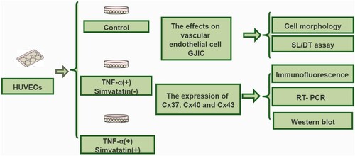 Figure 1. Schematic representation of the experimental design adopted in this study.