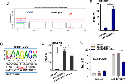 Figure 3 MMP3 was verified as downstream target of IGF2BP1. (A) There were potential m6A modified sites on the 3’-UTR of MMP3 gene, which was predicted by online SRAMP (http://www.cuilab.cn/sramp). (B) RIP-PCR was performed using anti-IGF2BP1 antibody to test the molecular interaction within IGF2BP1 and MMP3 mRNA in chondrocytes. (C) The possible m6A binding motif was AGACT in the 3’-UTR sequences of MMP3 gene. (D) RIP-PCR was performed with ferrostatin-1 (Fer-1) addition in chondrocytes. (E) MeRIP-PCR was performed using anti-m6A antibody to detect the m6A modification level of MMP3 mRNA. *p < 0.05, **p < 0.01.