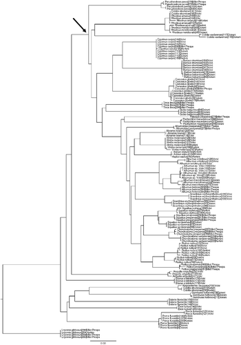 Figure 2.  Neighbor-joining tree of 145 COI sequences from the 37 freshwater fish species sampled as obtained in BOLD, using K2P distances (arrow shows the base of the Cyprinidae family clade).
