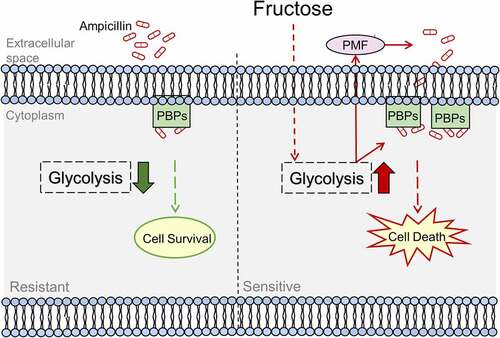 Figure 9. Proposed Model. Ampicillin-resistant GBS has reduced ampicillin uptake that causes low level of intracellular concentration of ampicillin and ampicillin targets, penicillin-binding proteins (PBPs). While exogenous fructose activates glycolysis to enhance ampicillin uptake and PBPs to reverse ampicillin resistance.