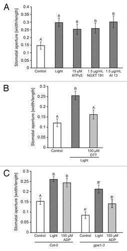 Figure 1. (A) Treatment with light induces stomatal opening. Treatment with 15 μM ATPγS or 1.5 μg/mL apyrase inhibitor NGXT191 or 1.5 μg/mL apyrase inhibitor #13 induces stomatal opening in the dark. (B) Treatment with 100 μM DTT blocks light-induced opening. (C) Treatment with light and treatment with 150 μM ADP in the dark induces stomatal opening in Col-0 and the gpa1–3 mutant. Apertures measured in epidermal peels as width/length after 2 h treatment of whole leaves. Different letters above bars = mean values that are significantly different from one another as determined by Student’s t-test (p < 0.05; n > 50).