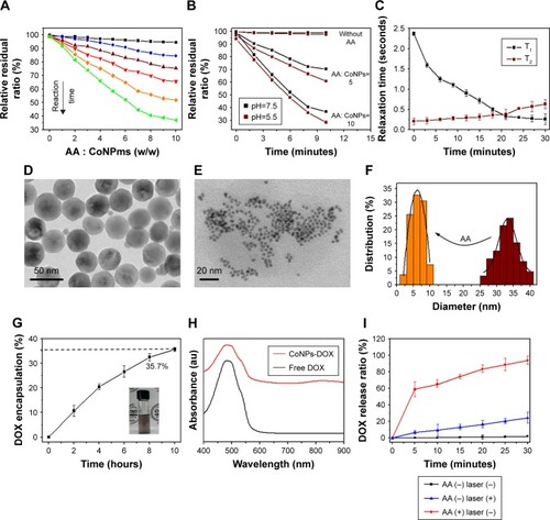 Figure 2 Degradation and drug delivery capacities of CoNPs-BSA.Notes: (A) The degradation ratio of CoNPs-DOX within 10 minutes in the presence of AA with various ratio. (B) The influence of acidic condition on the degradation efficiency of CoNPs-DOX by AA. (C) The longitudinal (T1) and transversal (T2) relaxation time of CoNPs-DOX suspension within 30 minutes after AA added. TEM images of CoNPs-DOX in the absence (D) and presence (E) of AA within 10 minutes. (F) Size distribution of CoNPs-DOX in the absence and presence of AA within 10 minutes. (G) Drug encapsulation efficiency of CoNPs-BSA. (H) UV-vis-NIR spectra of free DOX and CoNPs-DOX. (I) DOX release ratio from CoNPs-DOX without AA addition and laser irradiation (AA(−) laser (−)), with only laser irradiation (AA(−) laser (+)), and with only AA addition (AA(+) laser (−)).Abbreviations: AA, ascorbic acid; CoNPs, Co3O4 nanoparticles; DOX, doxorubicin; TEM, transmission electron microscopy; UV-vis-NIR, ultraviolet-visible-near infrared.