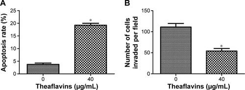 Figure S1 Theaflavins promote apoptosis and inhibit the invasion abilities of HepG2 cells in vitro.Notes: (A) Flow cytometry results of annexin V-PI-stained HepG2 cells after exposure to 40 µg/mL of theaflavins for 48 hours. (B) The number of invaded cells was counted after pretreatment with theaflavins for 24 hours. Data are expressed as the mean ± SD of three independent experiments. *P<0.05.Abbreviations: SD, standard deviation; PI, propidium iodide.