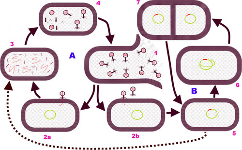 Figure 2 Bacteriophage life cycle schematic representation: the two main categories of phage life cycles against a bacterial host in [A] Lytic and [B] Lysogenic cycles. 1, Bacteria cell wall lysed to release infective phage particles due to mature bacteriophages and their enzymes; 2a & 2b, Bacteriophages attach to specific cell wall receptor, penetrate, and insert its DNA. In lytic phage cycle (in 2a), phage genome redirects the bacterial cell machineries for synthesizing phage specific products; 3, Phage DNA and various proteins including capsid protein, tail fibers, sheaths, and base plates are produced; 4, Empty phage heads are packed with DNA, assembly of phage parts. In lysogenic Cycle (in 2b), the phage genome integrates into the bacterial chromosome (5); 6, Integrated phage genome (prophage) replicates along with the bacterial DNA prior to binary fission; 7, Binary fission is to complete and each cell has the phage DNA incorporated in the bacterial DNA. But, following induction of the prophage into the lytic phase, the integrated phage DNA (in 5) is excised from the bacterial cell genome and follow the lytic cycle (broken arrow line) irregularly leading to the release of phage particles.
