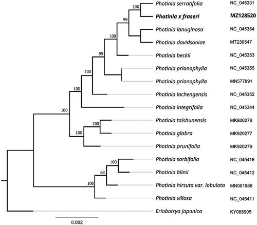 Figure 1. Maximum likelihood phylogenetic tree of Photinia × fraseri and other related species based on the complete chloroplast genome sequence.