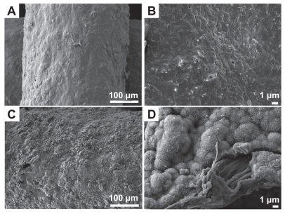 Figure 2 Field emission scanning electron microscopy images of mesoporous bioactive glass and polycarplolactone scaffolds before (A) and (B) and after (C) and (D) extracellular matrix component coating. (B) and (D) are the high magnification images of (A) and (B), respectively.