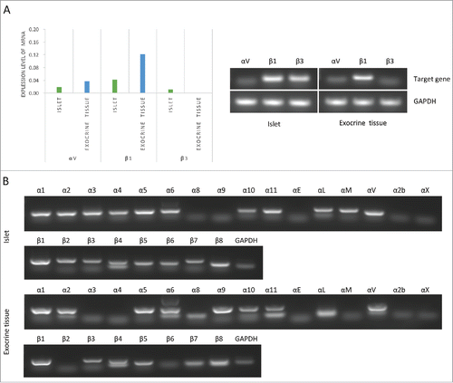 Figure 5. Expression of integrin in islets and exocrine tissue. (A) The expression of porcine integrins αV, β1, and β3 in both islets and exocrine tissue was evaluated by a quantitative RT-PCR analysis using commercially available primers (left graph; n = 1). The expression of integrin αV, β1, and β2 was evaluated by RT-PCR assay. GAPDH housekeeping genes were used as denominators for the comparison of samples (right figure; n = 1). (B) The expression of integrins α1, α2, α3, α4, α5, α6, α8, α9, α10, αE, αL, αM, αV, 2αb, αX, β1, β2, β3, β4, β5, β6, β7, and β8 in both islets (upper figure) and exocrine tissue (lower figure) (n = 1). GAPDH housekeeping genes were used as denominators for the comparison of samples.