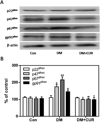 Figure 8. Effect of curcumin on the increased expression of NADPH oxidase subunits in pancreatic tissue from STZ-induced DM rats. NADPH oxidase subunits were detected by western blot. A. Representative bands of p22phox, p47phox, p67phox and gp91phox (inner reference: β-actin). B. Quantitative analysis of p22phox, p47phox, p67phox and gp91phox expression (*p < .05 vs Con group, #p < .05 vs DM group). There were 3 animals in each group. CUR, curcumin; STZ, streptozotocin; DM, diabetes mellitus; Con, control.