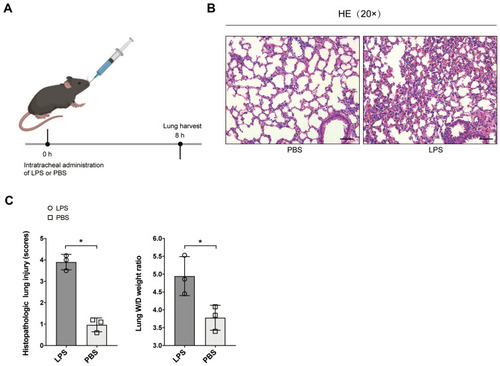 Figure 1 Establishment of ALI mice model. (A) Brief description of the experimental process. Mice were treated with intratracheal administration of LPS (5 mg/kg) for ALI model establishment. (B) Representative lung H&E staining of mice (n = 3) treated with PBS or LPS. The histopathologic lung injury scores of mice treated with LPS were significantly higher than that of PBS. (C) The lung W/D weight ratios of mice treated with LPS were also higher than that of PBS. *P < 0.05.