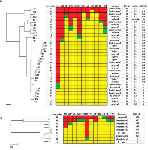 Figure 2. Antibiogram of Klebsiella species isolates is shown by a Heat map. a: Klebsiella pneumoniae isolates, b: Klebsiella oxytoca isolates, red color: resistant, green color: intermediate, yellow color: sensitive, AM: ampicillin, AMC: amoxicillin-Clavulanic, CZ: cefazolin, FOX: cefoxitin, CTX: cefotaxime, FEP: cefepime, CN: gentamicin, AK: amikacin, IPM: imipenem, CIP: ciprofloxacin, TE: tetracycline, and SXT: sulfamethoxazole-trimethoprim, MAR: multiple antibiotic resistant.