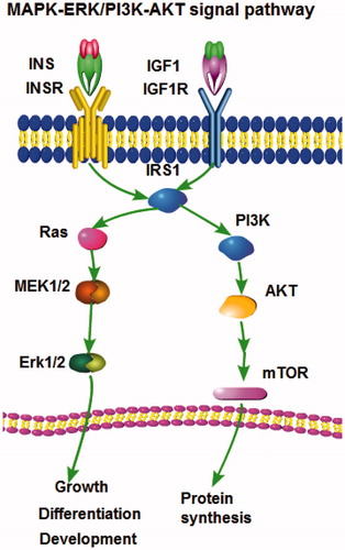 Figure 5. Two major signalling pathways related to IRS1.