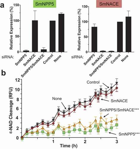 Figure 5. Knockdown of SmNPP5, but not SmNACE, reduces the ability of adult schistosomes to cleave extracellular ε-NAD. Adult male worms were treated with the indicated siRNAs. Seven days later the mRNA levels of SmNPP5 (left) and SmNACE (right) were assessed by RT-qPCR, shown in a. Average expression level (±SEM) is reported relative to the Control treatment, set at 100%. In b, the ability of siRNA treated individual worms from each group to cleave ε-NAD (mean RFU ±SEM,) over time is shown. ***p<0.0001 for SmNPP5 or SmNPP5/SmNACE compared to Control, None, and SmNACE groups, 2-way ANOVA with Tukey’s multiple comparisons test, n≥5 for each group.