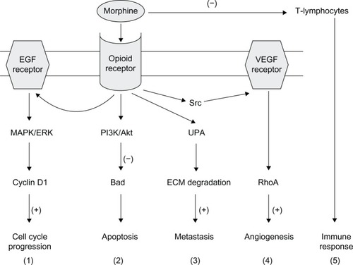 Figure 3 Possible mechanisms of opioid receptor-mediated influence of morphine on tumor growth. Morphine binds to the μ-opioid receptor and stimulates a range of signaling pathways, and can thus promote different aspects of the cancer process as follows: (1) MAPK/ERK pathway, promoting cell cycle progression; (2) PI3K/Akt pathway, mediating anti-apoptotic effects; (3) UPA expression upregulation and secretion, promoting metastasis; (4) transactivation of VEGF receptors which induces angiogenesis; and (5) suppression of the function of T-lymphocytes, leading to immunosuppression. (+) and (−) denote stimulation and inhibition, respectively.