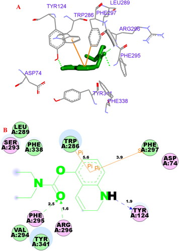 Figure 8. (A) Compound 3f (green stick) acted on residues in the binding site of hAChE (PDB code: 4ey4). (B) D docking model of 3f with hAChE.