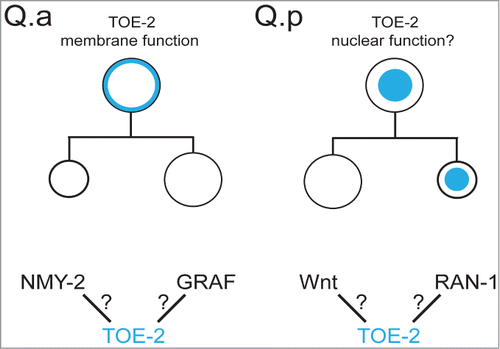Figure 2. (top) We propose that the localization of TOE-2 (blue) to the membrane of Q.a regulates the size asymmetry of the division and localization to the nucleus of Q.p or Q.pp regulates the apoptotic fate of Q.pp. (bottom) Potential interactions that could regulate or mediate TOE-2s role in the Q.a division or Q.pp fate.