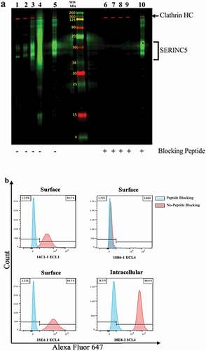 Figure 4. Detection of SERINC5 in HEK293 cells transduced to overexpress SERINC5 isoform 1 (HEK293_S5.1). (a) HEK293_S5.1 cell extract was applied to two preparative wells of a 12% polyacrylamide gel, with a center lane containing labeled molecular weight standards. The MPX blotting system was applied to the blot to screen for mAb reactivity with (lanes 6–10) or without (lanes 1–5) competition with the matched immunizing peptides at 10 μg/mL. The mAbs were added at 0.5 μg/mL to lanes in the MPX as follows: 14C1-1 (1 and 6); 18B6-1 (2 and 7); 23E4-1 (3 and 8); 28E8-2 (4 and 9); anti-DDK plus a mix of all three peptides (5 and 10). The mAbs were detected using goat anti-mouse IgG-IRDye 800CW (green bands). The rabbit anti-clathrin heavy chain (HC) was added to all lanes and detected with goat anti-rabbit IgG-IRDye 680RD (red bands), as a protein loading control. (b). MFI of flow cytometry surface staining of HEK293_S5.1 with AF647 conjugated mAbs, as indicated; intracellular detection was performed using 28E8-2 (ICL4). Histograms indicate staining of the cells with (blue peaks) or without (red peaks) mAb pre-incubation with the respective SERINC5 peptides.