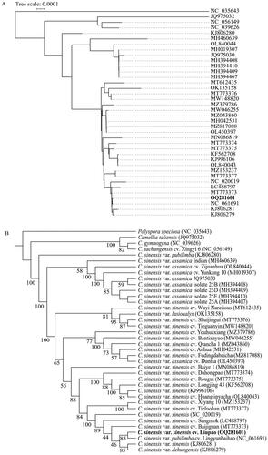 Figure 3. Phylogeny of Camellia sinensis base on the complete chloroplast genome sequences. The cp genome of the accession in bold was sequenced and assembled cp genome in this study. (A) Phylogram tree with a scale bar representing unit of branch length (i.e. the bar length corresponding to substitutions per site). (B) Cladogram tree. Bootstraps support values are shown at the nodes. Three nodes on the phylogenetic tree have no bootstraps support, because IQ-TREE ignores the three sequences: C. sinensis var. sinensis cv. ‘fudingdabaicha’, C. sinensis var. assamica isolate 25D and C. sinensis var. assamica isolate 25E, of which the former is identical to C. sinensis var. assamica cv. ‘duntsa’ and the latter two are identical to C. sinensis var. assamica isolate 25 A. The following published sequences were used: NC_035643 (Yu et al. Citation2017), JQ975032 (Shi et al. Citation2013], NC_039626 (Zeng et al. Citation2018), NC_056149 (Hao et al. Citation2019), KJ806280 (Huang et al. Citation2014), MH460639 (Rawal et al. Citation2020), MH019307 (Zhang et al. Citation2019), MH394408 (Zeng et al. Citation2018), JQ975030 (Shi et al. Citation2013], MH394409 (Zeng et al. Citation2018), MH394410 (Zeng et al. Citation2018), MH394407 (Zeng et al. Citation2018), MT612435 (Li et al. Citation2021), MT773376 (Fan et al. Citation2022), MW046255 (Fan et al. Citation2022), MH042531 (Dong et al. Citation2018), MZ043860 (Yang et al. Citation2022], MZ817088 (Qiao et al. Citation2023), MN086819 (Hao et al. Citation2019), MT773374 (Li et al. Citation2021), MT773375 (Fan et al. Citation2022), KF562708 (Ye et al. Citation2014), MZ153237 (Yan et al. Citation2021), MT773377 (Fan et al. Citation2022), MT773373 (Fan et al. Citation2022), LC488797 (Lee et al. Citation2020], KJ806281 (Huang et al. Citation2014), KJ806279 (Huang et al. Citation2014).