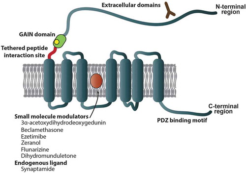 Figure 3. Adhesion G protein-coupled receptors as therapeutic targets. The figure illustrates the currently recognized druggable sites as per [Citation6] and schematically shows the molecular mechanisms of action for modulators included in the review. The colors signify sites that may be employed to develop aGPCR therapeutics: the extracellular domains of the N-terminal region are an attractive target for engineered antibodies (brown); the GAIN domain (green) may be potentially modifiable by protease modulators; the tethered peptide interaction site (red) is potentially targetable by peptide molecules; the 7TM domain, which is represented with seven blue transmembrane regions, is commonly targeted by small-molecule modulators (orange); and the PDZ binding motif in the C-terminal region is potentially targetable by small molecules to disrupt the PDZ scaffold protein interactions in some aGPCRs [Citation6]. Abbreviations: GAIN, GPCR autoproteolysis-inducing domain; 7TM, 7-transmembrane domain; PDZ, PSD95/Dlg1/Zo-1 domain