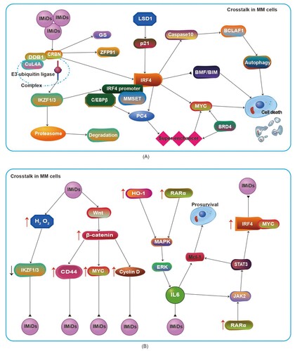 Figure 1. (A) Schematic diagram of crosstalk among key factors after IMiDs act on MM cells. (B) Schematic diagram of signaling pathways involved in IMiD resistance. Abbr. IMiDs, immunomodulatory drugs; MM, multiple myeloma; CRBN, cereblon; GS, glutamine synthetase; ZFP91, zinc-finger 91; IRF4, interferon regulatory factor 4; MMSET, multiple myeloma SET region; C/EBPβ, CCAAT/enhancer binding protein β; PC4, positive coactivator 4; HO-1, heme oxygenase-1; MAPK, mitogen-activated protein kinase; ERK, extracellular signal regulated kinase; Mcl-1, myeloid leukemia 1.