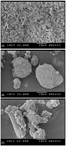 Figure 3. Scanning electron microscope (SEM) pictures of (A) pure glimepiride powder; (B) Aerosol® 200, and (C) S-SNEDDS formulation.
