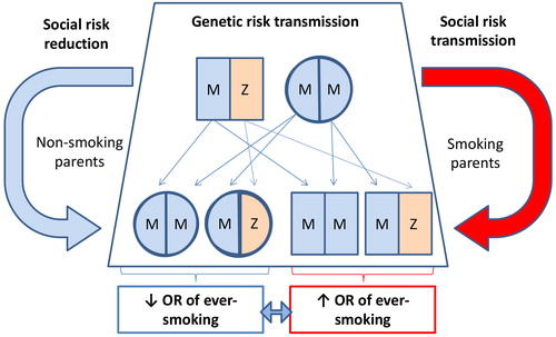 Figure 2. Representation of the double-hit hypothesis for COPD risk in AATD families. A single AAT deficient parent (in this example one heterozygous MZ individual) is sufficient to pass on a deficient Z allele in 50% of children. This inheritance of MZ AATD is not associated with an increase in the risk of COPD without the addition of tobacco smoking. The presence of smoking at a parental level (red arrow) will increase the likelihood of smoking in progeny compared to those born to nonsmoking parents (blue arrow). With the addition of cigarette smoking, MZ progeny will have a significantly increased risk of COPD compared to smoking MM siblings.