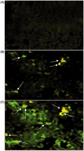 Figure 6. Fluorescence microscopy images showing the uptake of FITC–BSA-loaded NPs in NALT. (A) Soluble FITC–BSA (PBS, pH 7.4); (B) CS NPs; and (C) GC NPs. Few hot-spot indicated by arrows showing the uptake of nanoparticles.