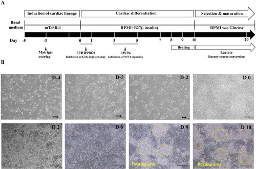 Figure 1. Cardiomyocyte differentiated from hPSC via temporal regulation of Wnt signaling. (A) Schematic representation of cardiac differentiation from hPSC via regulation of temporal Wnt signaling. (B) Cell morphology for differentiation process by date was assessed by phase contrast imaging. (Scale bar, 200 μm).