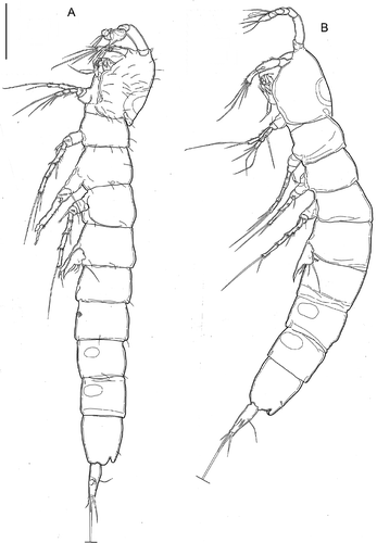 Figure 8. Kinnecaris iulianae sp. nov. A, male, habitus, lateral view. B, female, habitus, lateral view (sensillar pattern omitted). Scale bar: 50 µm.