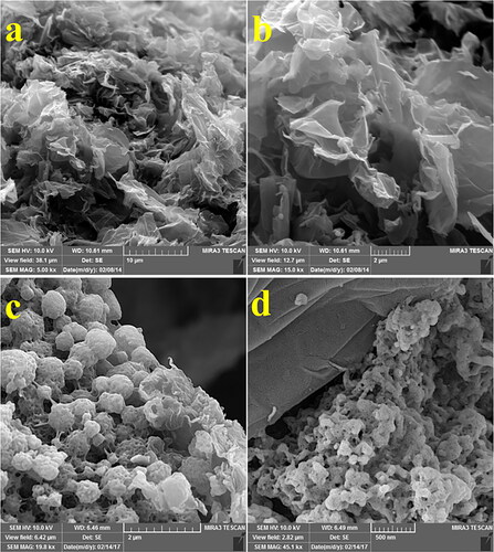 Figure 6. SEM images of the surface of GO 10 µm (a), 2 µm (b) and prepared GO/NHs 2 µm (c), and 500 nm (d).