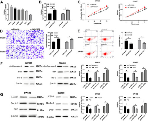 Figure 3 EGOT inhibited autophagy and promoted proliferation and invasion of CC cells. (A) qRT-PCR was used to detect the relative expression of EGOT in CC cells. (B) qRT-PCR was used to detect the relative expression of EGOT in CC cells transfected with pcDNA-EGOT. (C) CCK-8 test was used to detect the change of proliferation ability in CC cells transfected with pcDNA-EGOT. (D) Transwell test was used to detect the change of invasion number in CC cells transfected with pcDNA-EGOT. (E) Flow cytometry was used to detect the apoptosis of CC cells transfected with pcDNA-EGOT. (F, G) WB test was used to detect the changes of relative expression of apoptosis-related proteins and autophagy-related proteins in CC cells transfected with pcDNA-EGOT. *P<0.05.