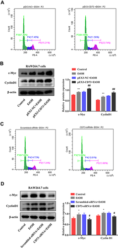 Figure 7 CD73 promotes the proliferation of RAW264.7 cells. (A) The effect of increased CD73 on the proliferation of EtOH-activated RAW264.7 cells was determined by flow cytometry. (B) Expression of c-Myc and CyclinD1 in RAW264.7 cells transfected with pEX3-CD73. **P < 0.01 compared with control group. ##P < 0.01 compared with the pEX3-NC+EtOH group. (C) The effect of decreased CD73 on the proliferation of EtOH-activated RAW264.7 cells was determined by flow cytometry. (D) Expression of c-Myc and CyclinD1 in RAW264.7 cells transfected with CD73-siRNA. *P < 0.05 compared with control group. #P < 0.05 compared with the scrambled-siRNA+EtOH group.