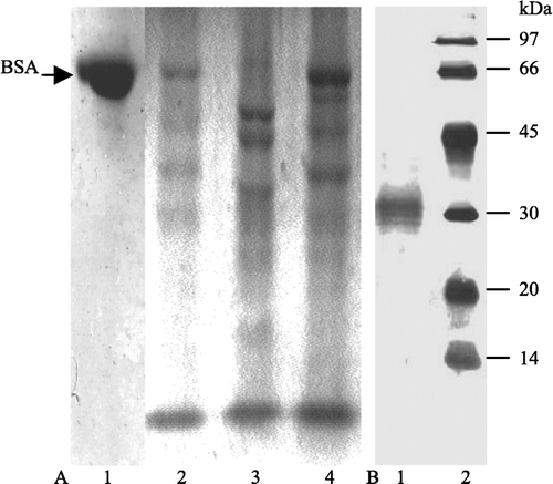 Figure 1 SDS-PAGE showing the inhibition of sunflower seed extract on HCB activity. A, (1) 20 μl BSA incubated with 10 μl buffer A; (2) 20 μl BSA plus 10 μl HCB (0.5 mg/ml in buffer A); (3) 20 μl sunflower seed extract with 10 μl buffer A (0.5 mg/ml in buffer A); (4) 20 μl BSA plus 10 μl HCB saturated with 10 μl sunflower seed extract at pH 3.6 (0.5 mg/ml,). BSA (1 mg/ml) is in acetate buffer (0.1 M, pH 3.6). 12.5% gel. B, purity of HCB used for study.