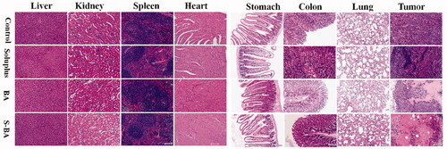 Figure 10. Hematoxylin-eosin (H&E) staining analysis morphological of visceral tissues (Bar = 200 µm). S-BA: Soluplus-BA micelles.