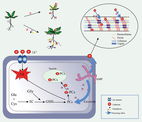 Figure 2. Pathways to improve plant tolerance to Cd through the endophytic fungi, arbuscular mycorrhizal fungi (AMF). Plant extracellular Cd-restriction -and intracellular Cd-accumulation to optimize their distribution. Extracellularly, AMF anchors Cd to the plant root and reduces the transfer of Cd to the shoot by increasing the polysaccharide content in the cell wall and thus improving its ability to bind Cd. Inside the cell, AMF enhances the synthesis of plant chelatins (PCs) by glutathione (GSH), allowing more Cd to form PCs-Cd complexes with PCs and be stored in organelles such as vacuoles. The top left illustrates plants that were not inoculated with endophytes, yet these endophytes exhibited a notable enhancement of plant growth in Cd compared to their inoculated counterparts. These endophytes are composed of endophytes (pink), endophytic bacteria (blue), and endophytic actinomycetes (yellow). Adapted from [Citation69].