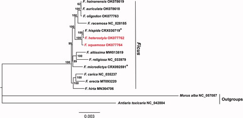 Figure 1. Maximum-likelihood phylogenomic tree inferred from F. squamosa, F. heterostyla, and other 11 Ficus species and two outgroup species using complete chloroplast genomes. Numbers at nodes correspond to ML bootstrap values based on 10,000 ultrafast bootstraps. Asterisks indicate figs chloroplast genomes were from BIG Data Center (https://bigd.big.ac.cn/gsa/) under BioProject accession number GSA: PRJCA002187.