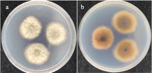 Figure 3. Colonies of isolates grown on PDA were cultured at 26 °C for seven days. (a) Obverse. (b) Reverse.