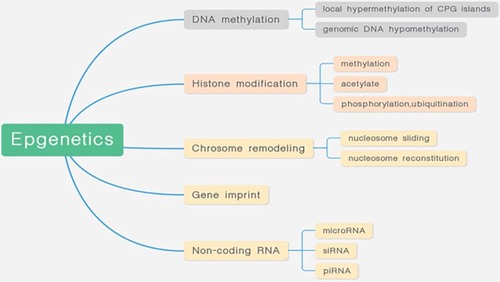 Figure 1 Basic composition of epigenetics.Notes: Epgenetics includes: DNA methlation, histone modification, chrosome remodeling, gene imprint, non-coding RNA.The changes of DNA methylation in tumors are manifested in the decrease of global methylation level of the genome and the increase of methylation level of CpG islands in the promoter regions of some genes.